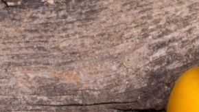 shutterstock_302549357