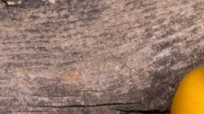 shutterstock_302549357