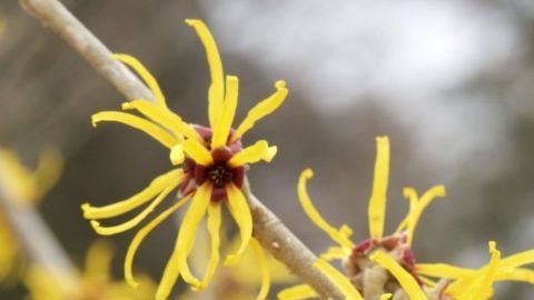 shutterstock_593157710