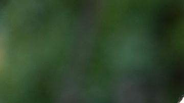 Si presentas el problema, con una actualización podría bastar para volver a la normalidad.