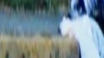 Sicarios lo sacan de hospital y aparece descuartizado en zona peleada por el Mencho y el Marro