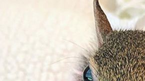 squirrel-sleeps-with-teddy-bear-1