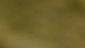 El reptil atacó a una pequeña.