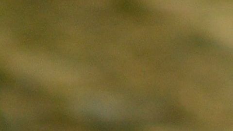 El reptil atacó a una pequeña.