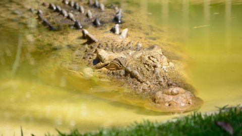 El reptil atacó a una pequeña.