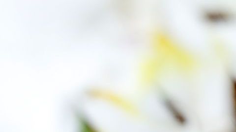 El mate verdadero se prepara únicamente con la yerba mate y agua caliente. No se le debe de agregar ningún endulcorante o miel.