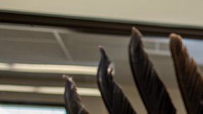 La especialista Laura Mallory examina la envergadura de un águila real.