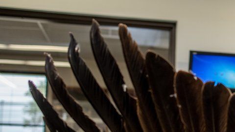 La especialista Laura Mallory examina la envergadura de un águila real.