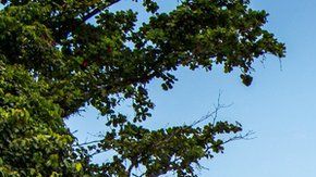 Bougainville es un paraíso de palmeras y agua cristalina.