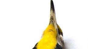 Investigaron más de 70 mil aves de 52 especies de aves migratorias.