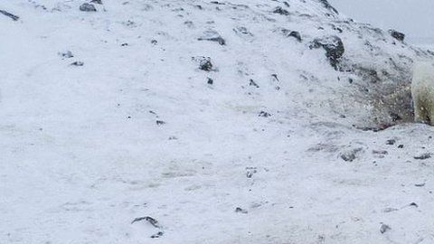 Al menos 56 osos han bajado hasta las cercanías del poblado.