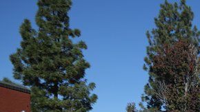 El pesebre se volvió viral en Estados Unidos.