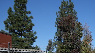 El pesebre se volvió viral en Estados Unidos.