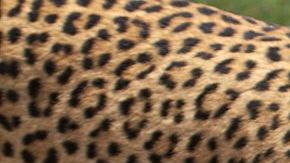 Leopardo africano,  cerca del lago Panic, Parque Nacional Kruger, Sudáfrica. 31 December 2013.