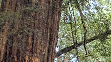 Secoyas en California.