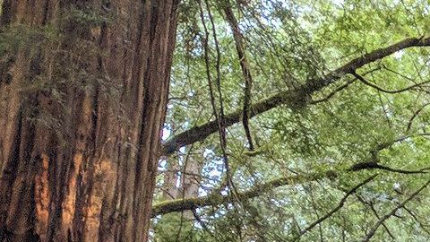 Secoyas en California.