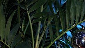 Adamari López y Toni Costa