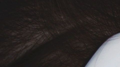 Conducir con un teléfono en mano pudiera manchar tu historial de manejo permanentemente