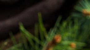 sidra manzana caliente