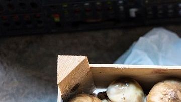 Mushroom flea market of Cardona in Catalonia, Spain