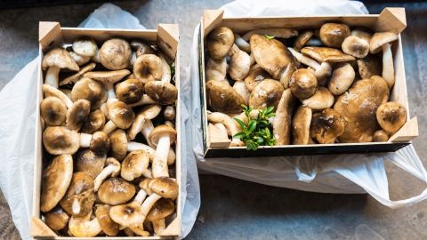 Mushroom flea market of Cardona in Catalonia, Spain