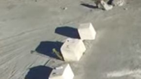 El estudio también identificó raíces leñosas "espectaculares" en el bosque de NY.