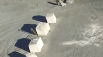 El estudio también identificó raíces leñosas "espectaculares" en el bosque de NY.