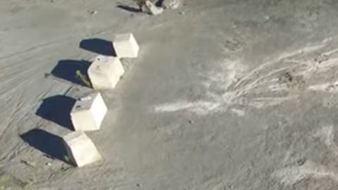 El estudio también identificó raíces leñosas "espectaculares" en el bosque de NY.