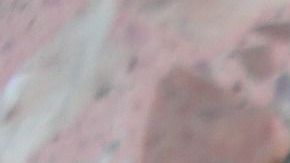 La cucaracha es una de las plagas más comunes en los hogares.