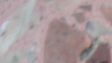 La cucaracha es una de las plagas más comunes en los hogares.