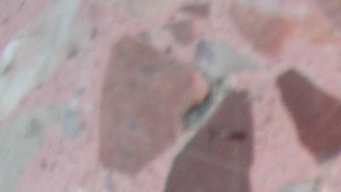 La cucaracha es una de las plagas más comunes en los hogares.