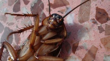 La cucaracha es una de las plagas más comunes en los hogares.