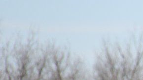 Caballos salvajes como estos se ofrecen para adopción.