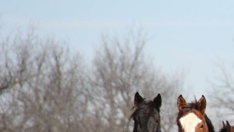 Caballos salvajes como estos se ofrecen para adopción.