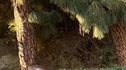 El propio jefe de la policía angelina se prestó para probar la herramienta.