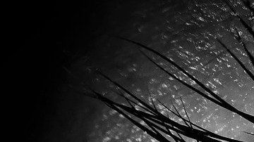 Aline Berry-ojo-ciego-pixabay