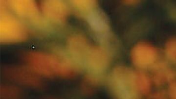 Esta receta de enchiladas rojas rellenas de carne deshebrada es una maravillosa opción para comidas familiares ¡Le encantarán a todos!