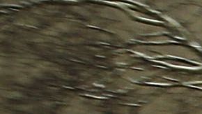 NYPD anunció su propia investigación