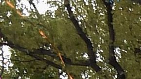 128th Tournament Of Roses Parade Presented By Honda