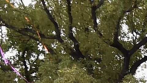 128th Tournament Of Roses Parade Presented By Honda