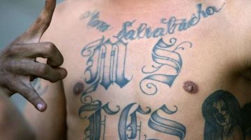 Los tatuajes caracterizan a los miembros de la MS-13. (Archivo / Getty Images)