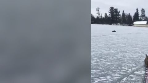 Con una cuerda consiguió sacar a los ciervos del hielo.