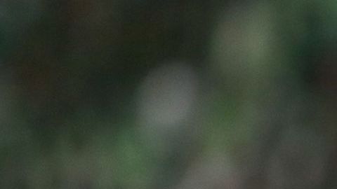 José Juan Vázquez fue campeón con Chivas en el Apertura 2017.