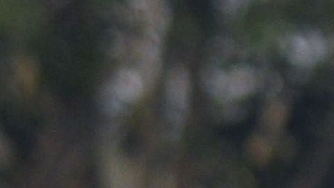 El equipo sub 17 del América no pudo calificar a la liguilla en este torneo.