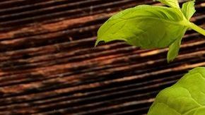 El mejor aliado para fortalecer el sistema inmunológico es a través del consumo de jugos naturales.