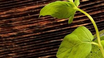 El mejor aliado para fortalecer el sistema inmunológico es a través del consumo de jugos naturales.