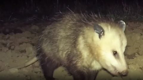 La zarigüeya trató de morder a la víctima.