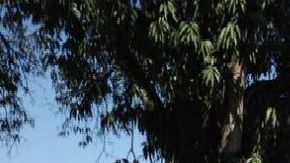 Muere soldado mexicano tras revisar cargamento de cocaína escondida en camión cisterna