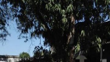 Muere soldado mexicano tras revisar cargamento de cocaína escondida en camión cisterna