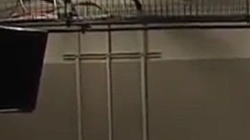 La presidenta de la Cámara, Nancy Pelosi, dijo que no odia.